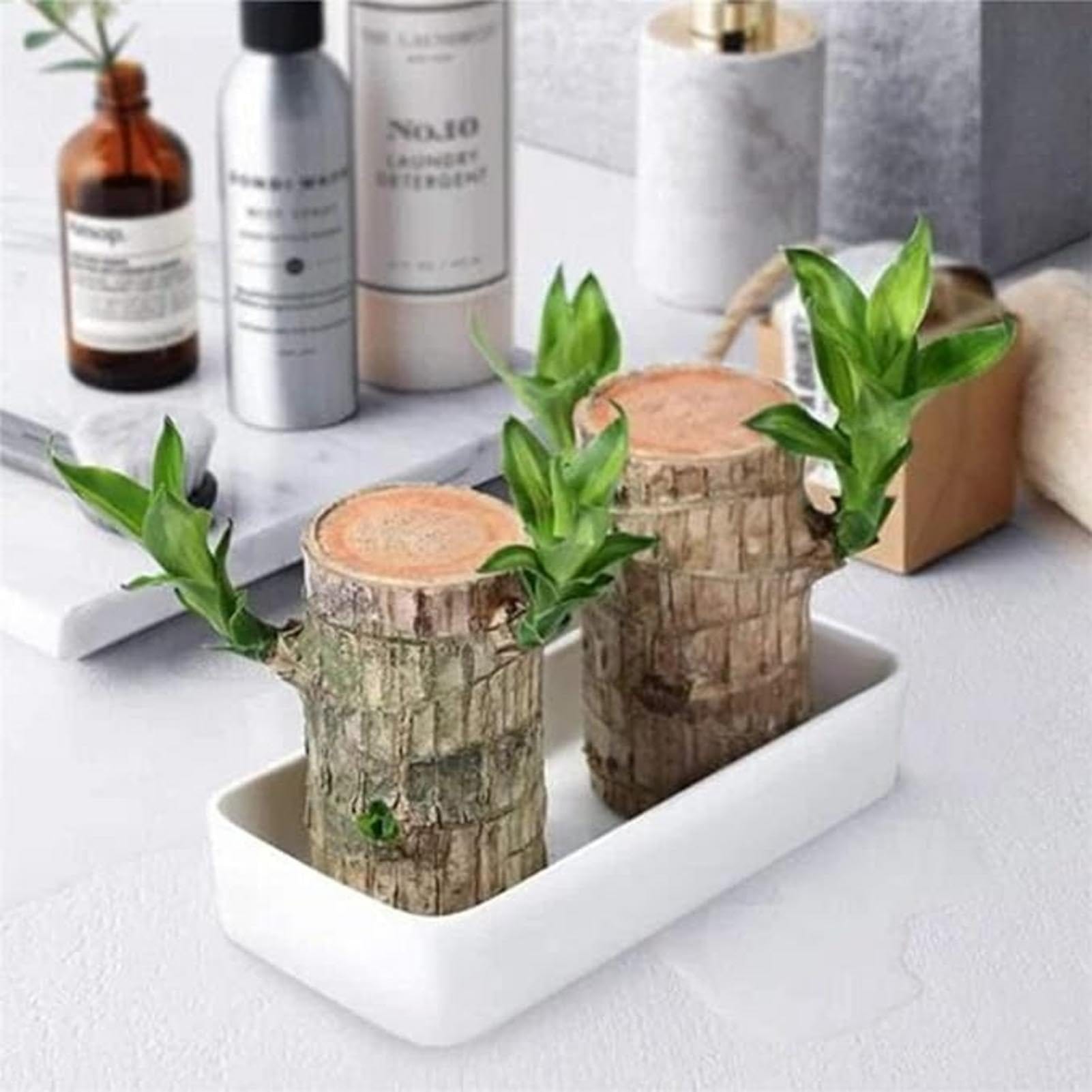 BlessLeaf™️ | Succulent Plants Potted Brazilian Wood Plant Purify Air Pot Plant BlessLeaf™️ Lucky Brazil Wood Potted Plant Zaavio®