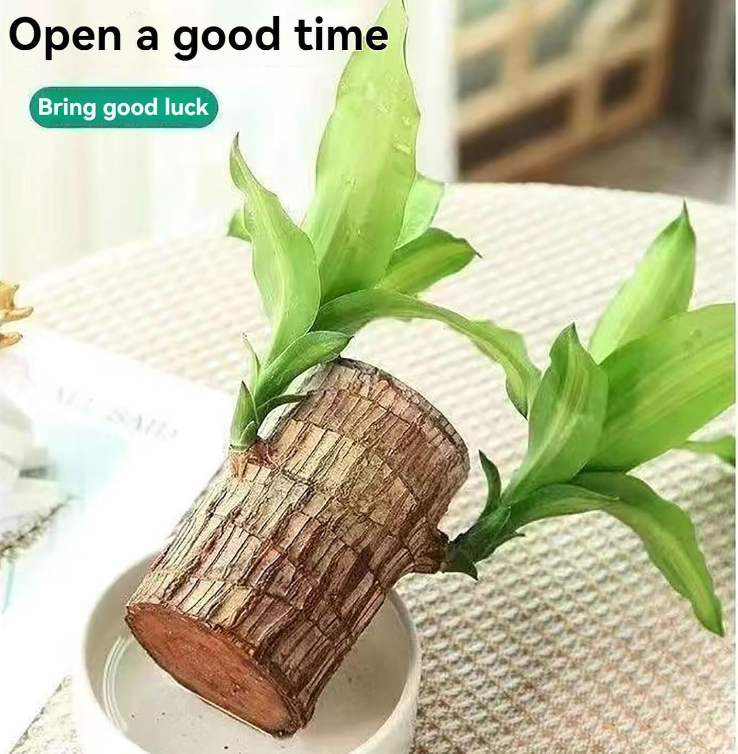 BlessLeaf™️ | Succulent Plants Potted Brazilian Wood Plant Purify Air Pot Plant BlessLeaf™️ Lucky Brazil Wood Potted Plant Zaavio®