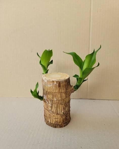 BlessLeaf™️ | Succulent Plants Potted Brazilian Wood Plant Purify Air Pot Plant BlessLeaf™️ Lucky Brazil Wood Potted Plant Zaavio®