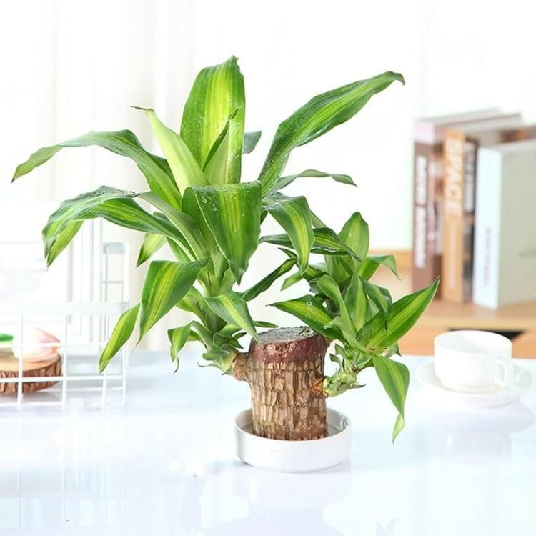 BlessLeaf™️ | Succulent Plants Potted Brazilian Wood Plant Purify Air Pot Plant BlessLeaf™️ Lucky Brazil Wood Potted Plant Zaavio®