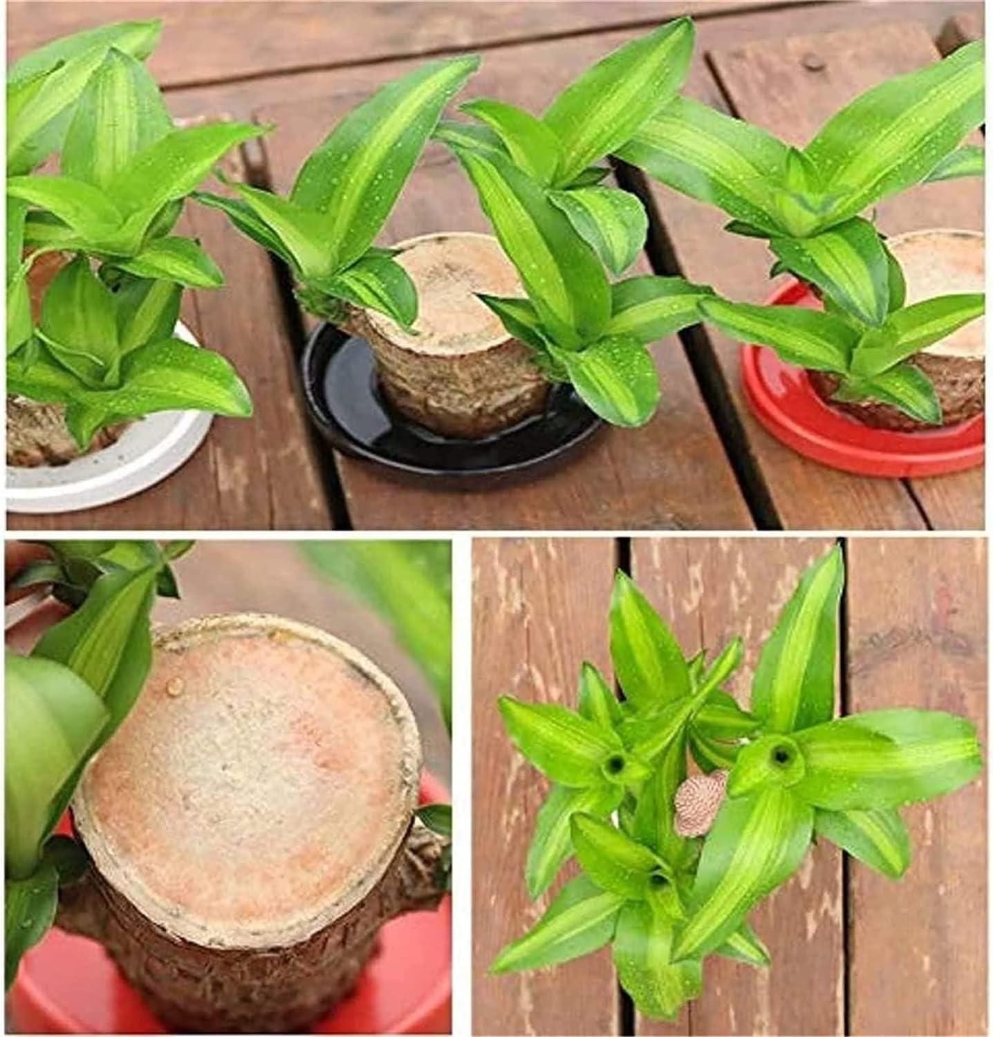 BlessLeaf™️ | Succulent Plants Potted Brazilian Wood Plant Purify Air Pot Plant BlessLeaf™️ Lucky Brazil Wood Potted Plant Zaavio®