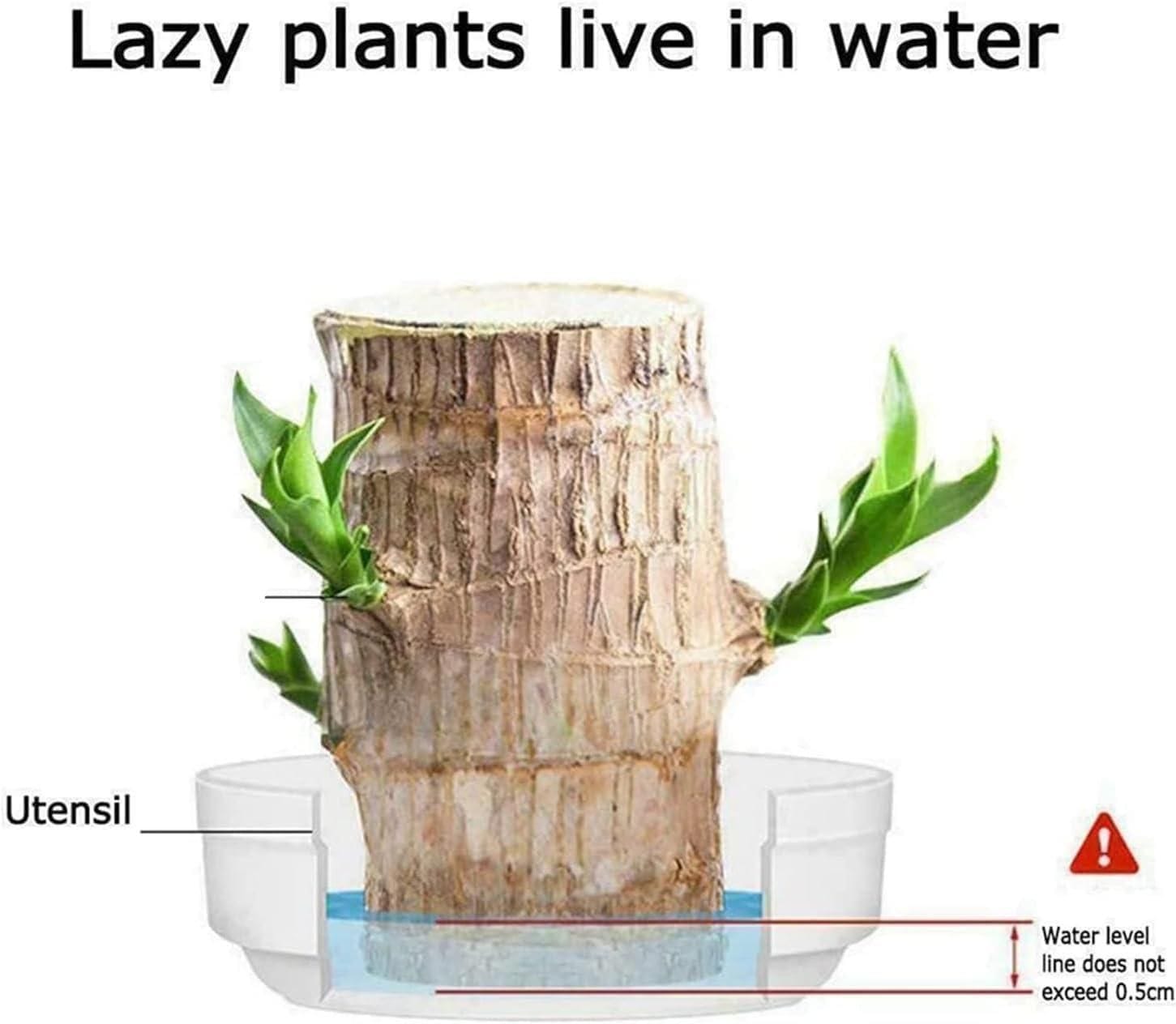 BlessLeaf™️ | Succulent Plants Potted Brazilian Wood Plant Purify Air Pot Plant BlessLeaf™️ Lucky Brazil Wood Potted Plant Zaavio®