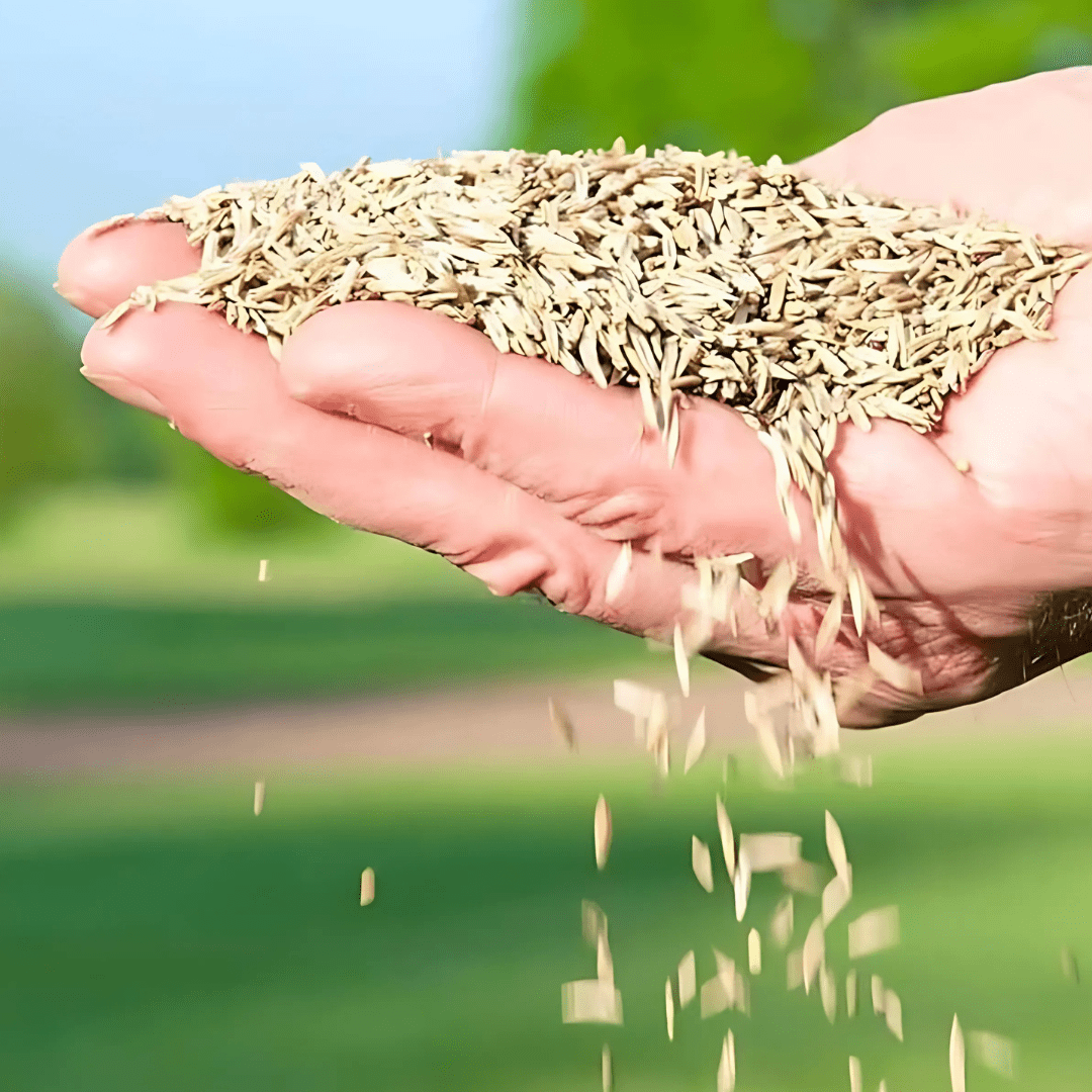 Naturixy™️ | Seedling Germination Grass Seeds For Lawn Garden Seed  Naturixy™️Evergreen Dwarf Grass Seed Zaavio®