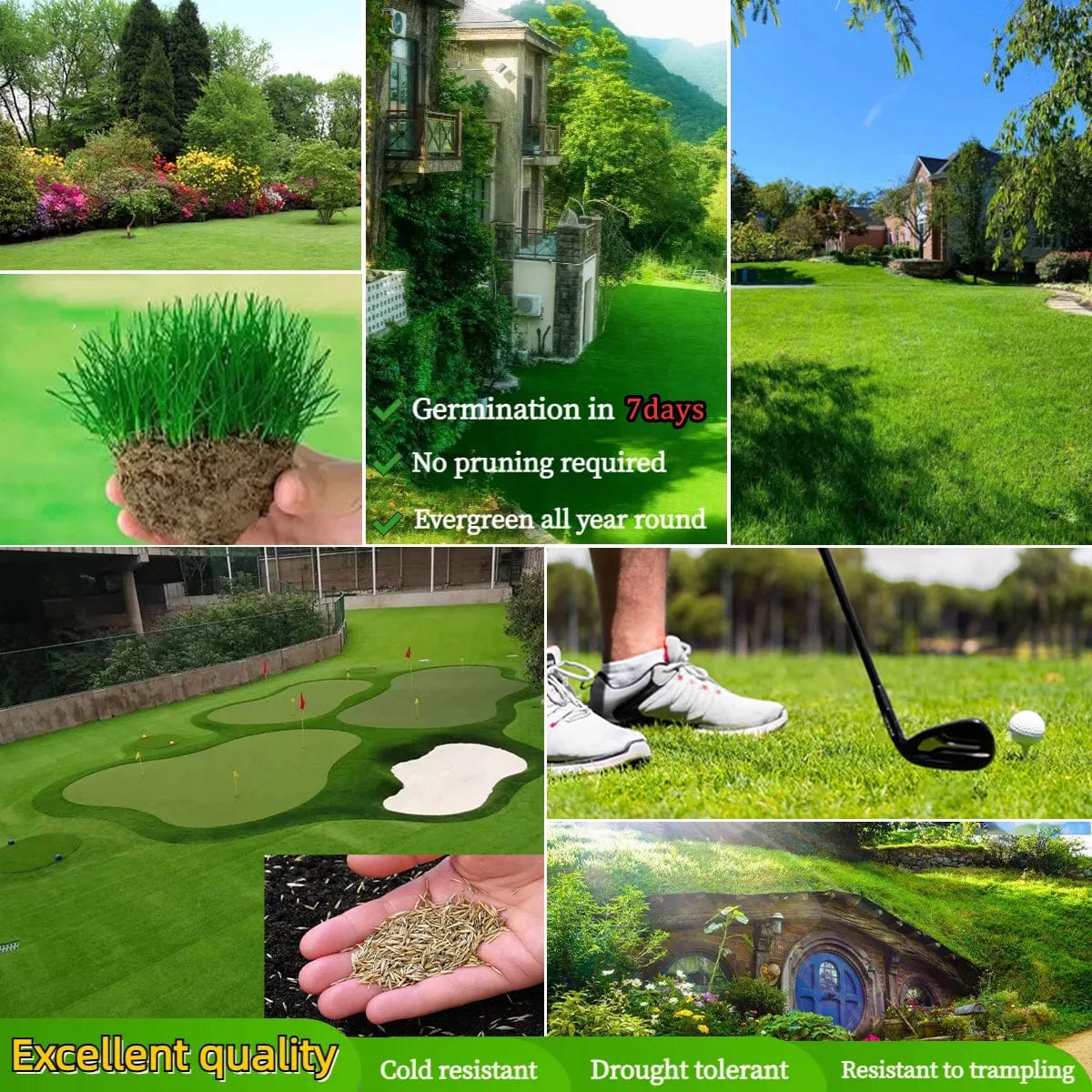 Naturixy™️ | Seedling Germination Grass Seeds For Lawn Garden Seed  Naturixy™️Evergreen Dwarf Grass Seed Zaavio®