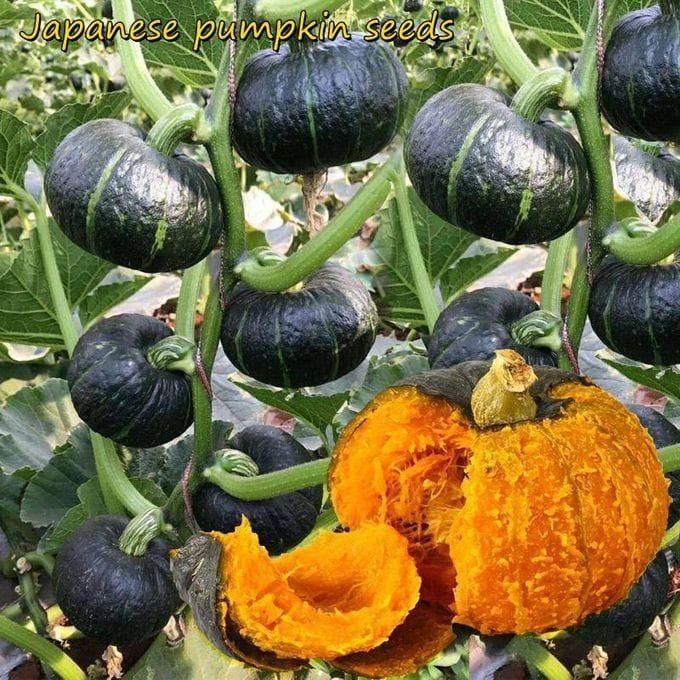 Organic Green Beibei Pumpkin Seeds (Pack of 20 Seeds) | Pumpkin Seeds Benefits Organic Seed Green Pumpkin Plant Organic Green Beibei Pumpkin Seeds (Pack of 20 Seeds) Zaavio®